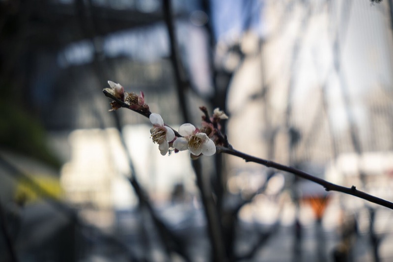 Ginza, Tokyo — the retail heart of Japanese bespoke