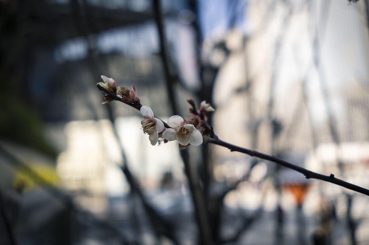 Ginza, Tokyo — the retail heart of Japanese bespoke