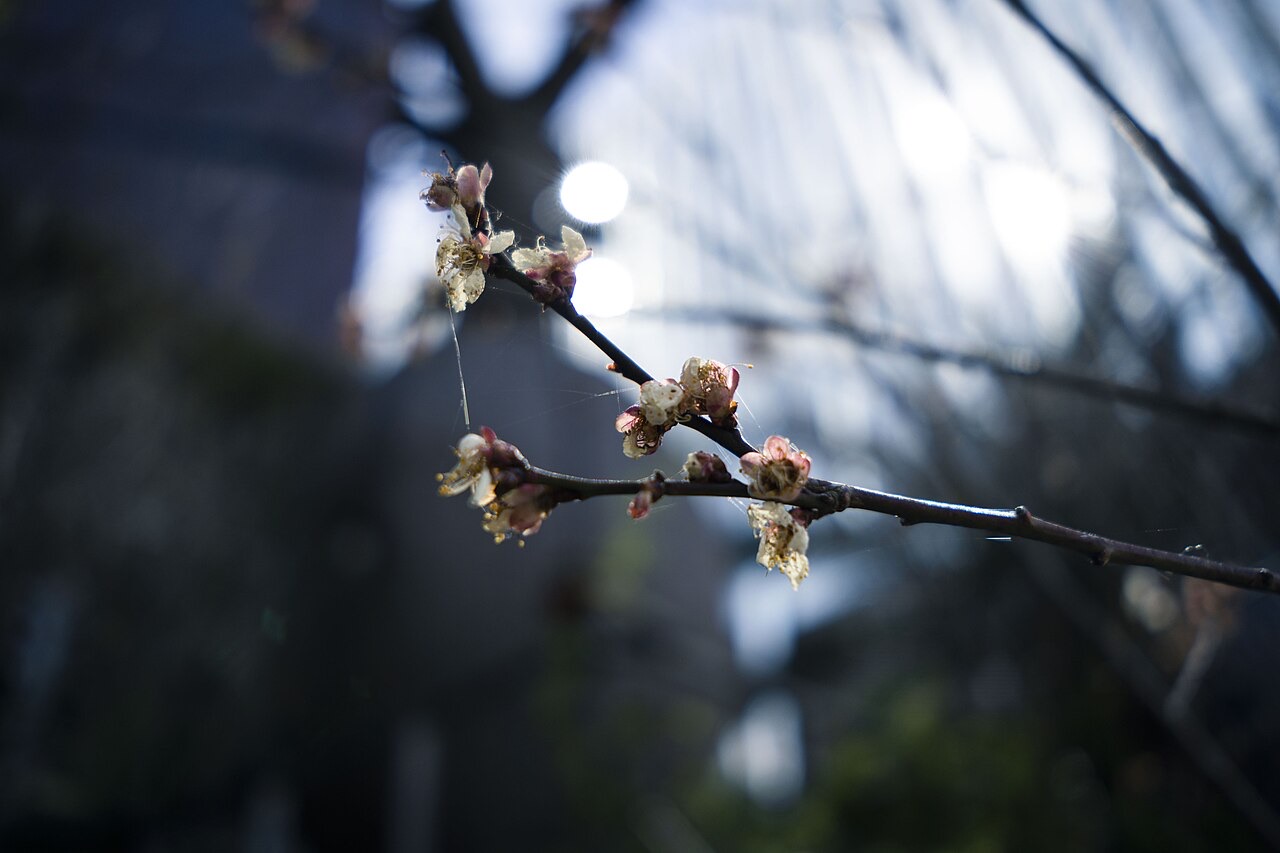 Blossom on a street in Ginza, Tokyo