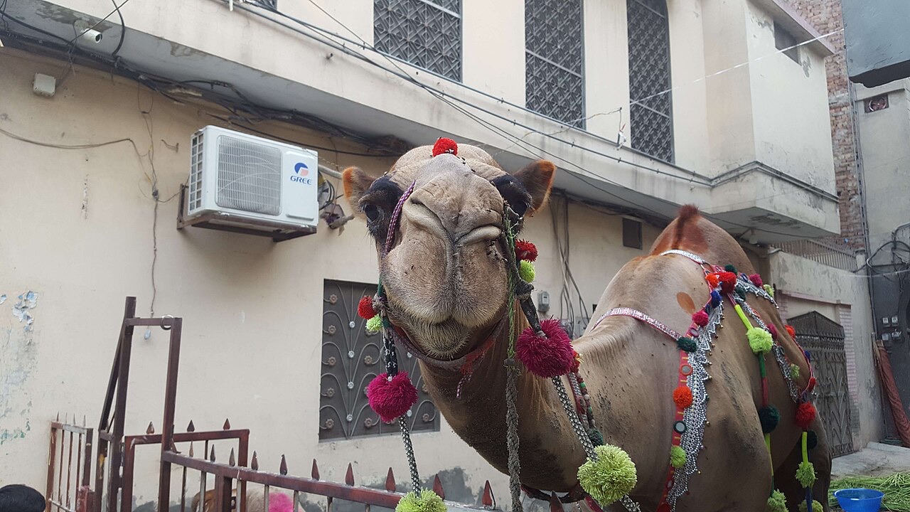 A camel-coloured overcoat