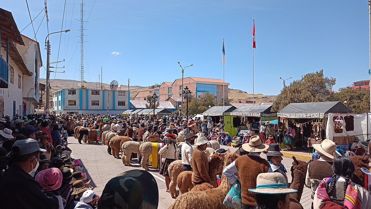Alpaca, a domesticated Andean camelid farmed principally in Peru