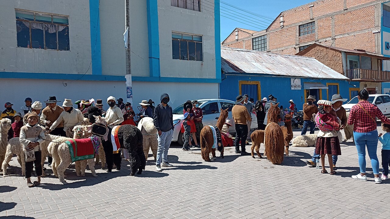 Alpaca, a domesticated Andean camelid farmed principally in Peru