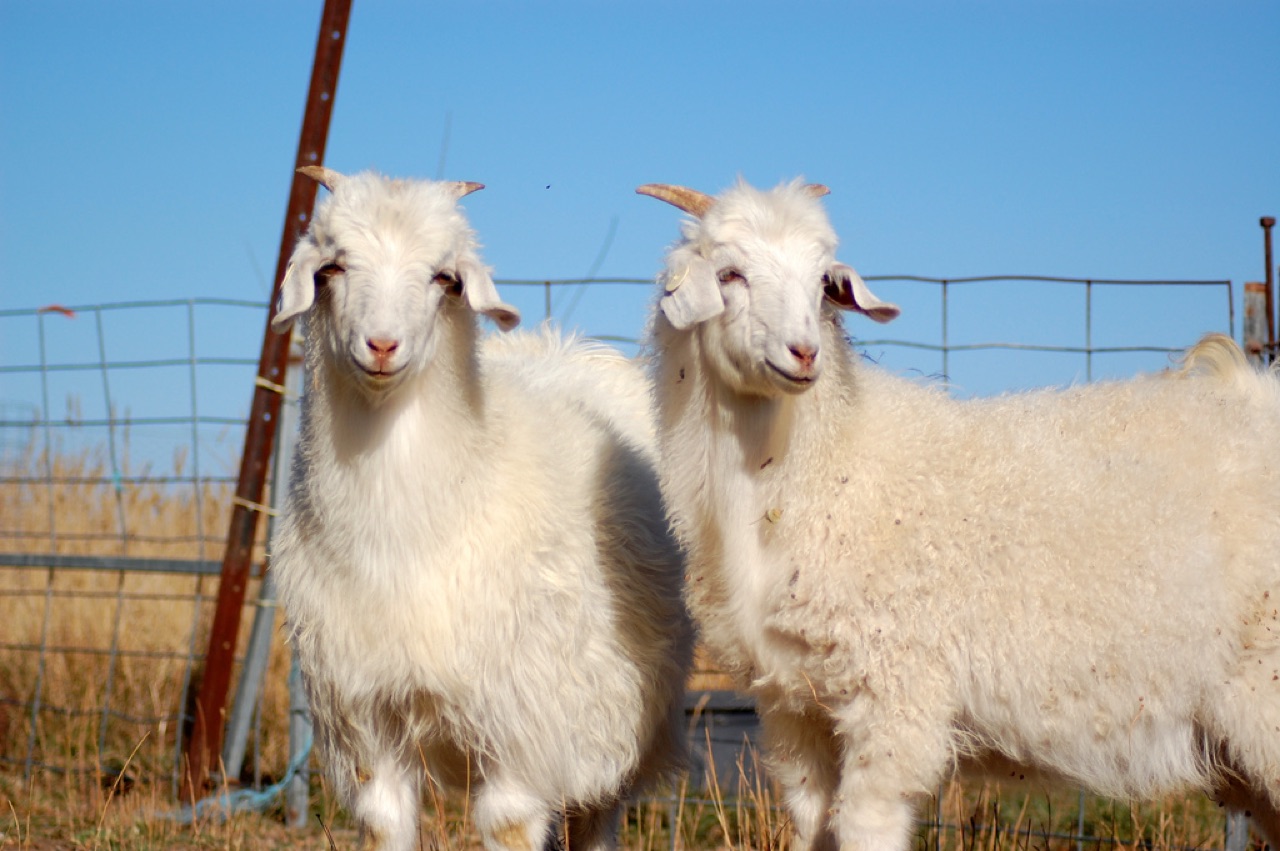 Young cashmere goats, whose first combing is baby cashmere