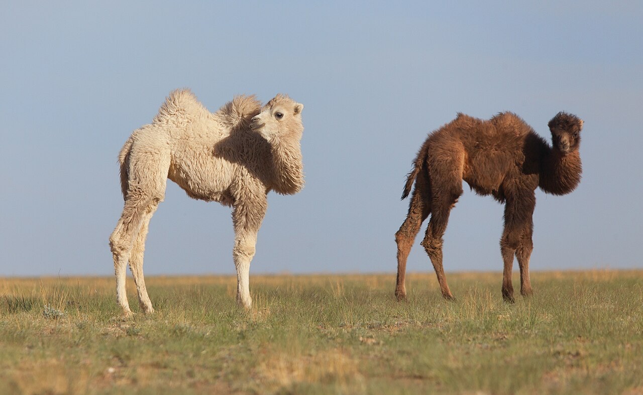 The Bactrian camel, whose shed undercoat is gathered rather than shorn