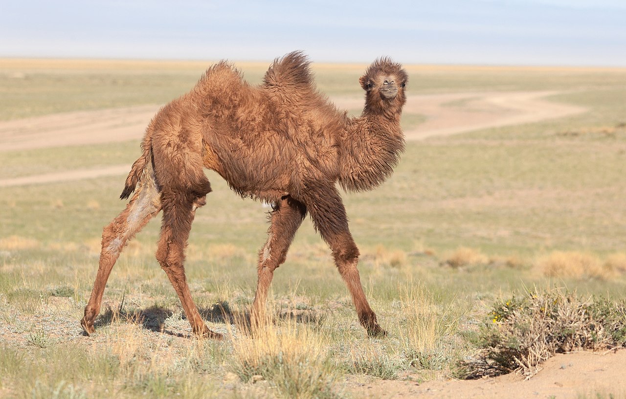 The Bactrian camel, whose shed undercoat is gathered rather than shorn