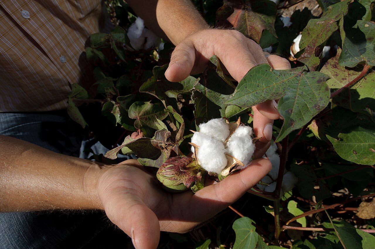 Cotton, whose quality is determined almost entirely by staple length