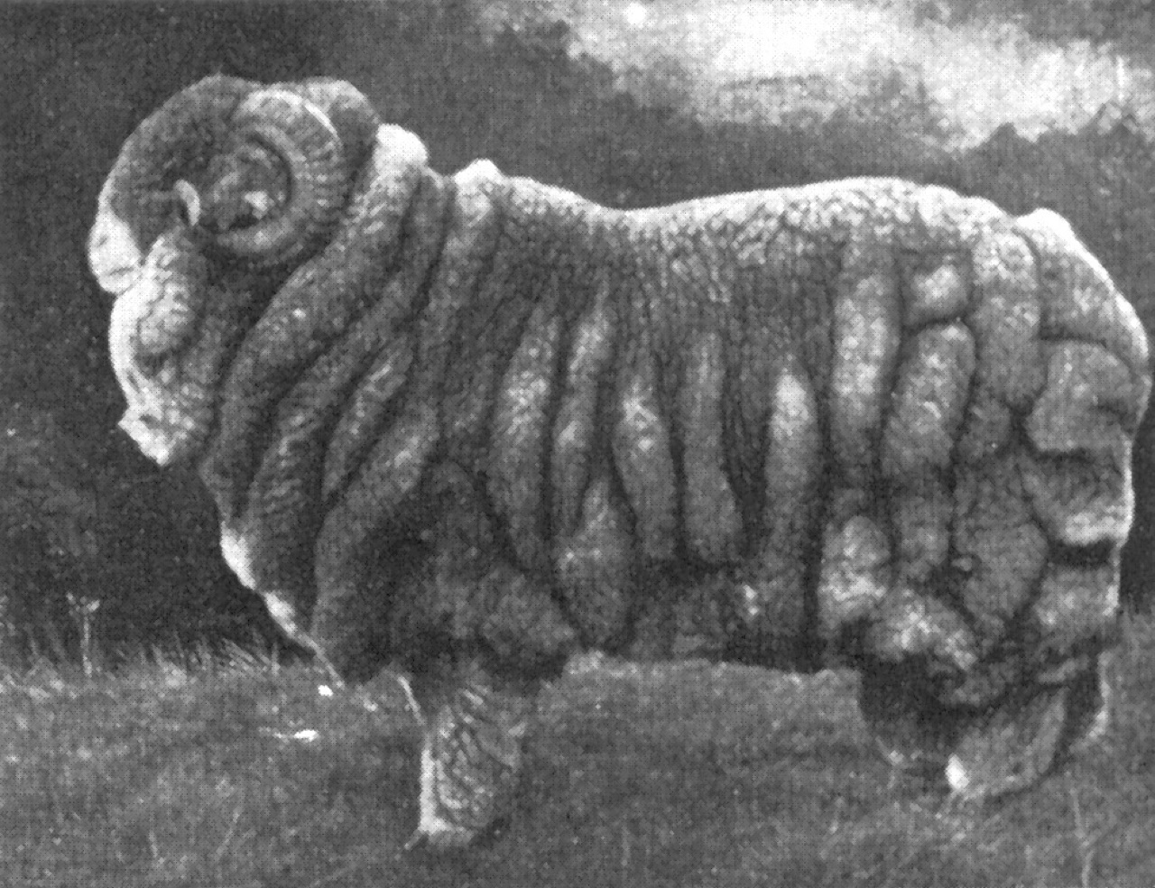 Merino sheep, bred for fineness over five centuries