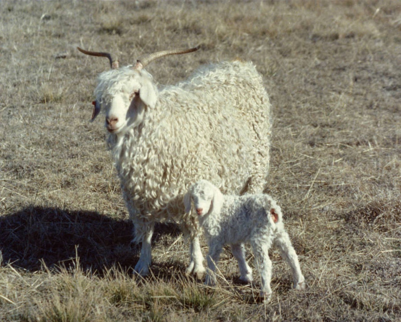 The Angora goat, source of mohair