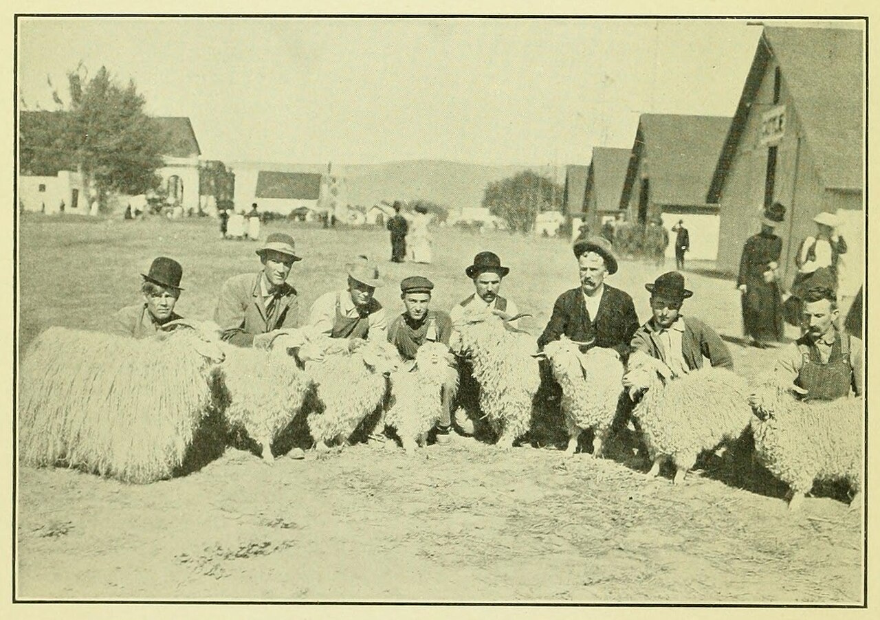 The Angora goat, source of mohair